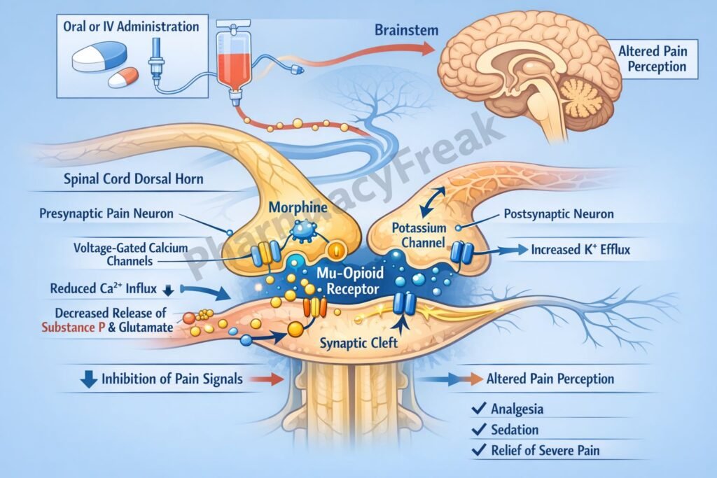 MOA of Morphine