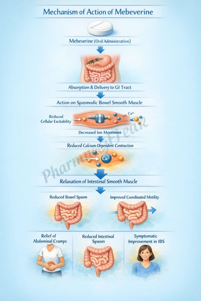 Mechanism of Action of Mebeverine Flowchart