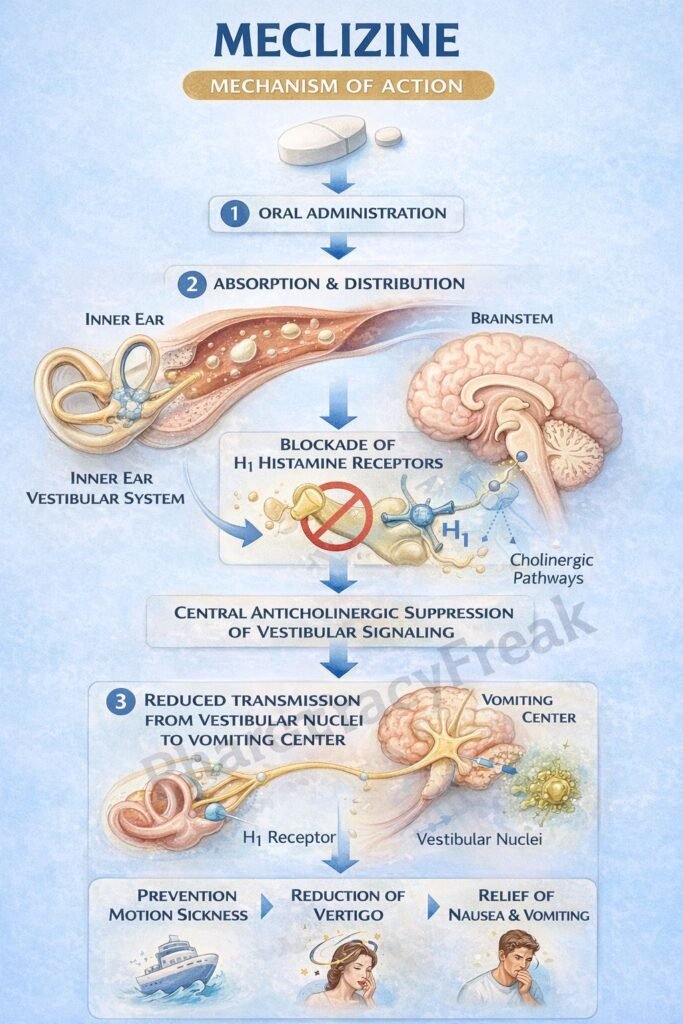 Mechanism of Action of Meclizine Flowchart