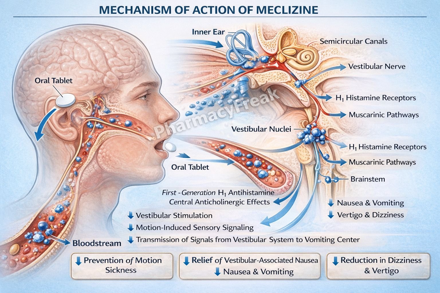 Mechanism of action of Meclizine