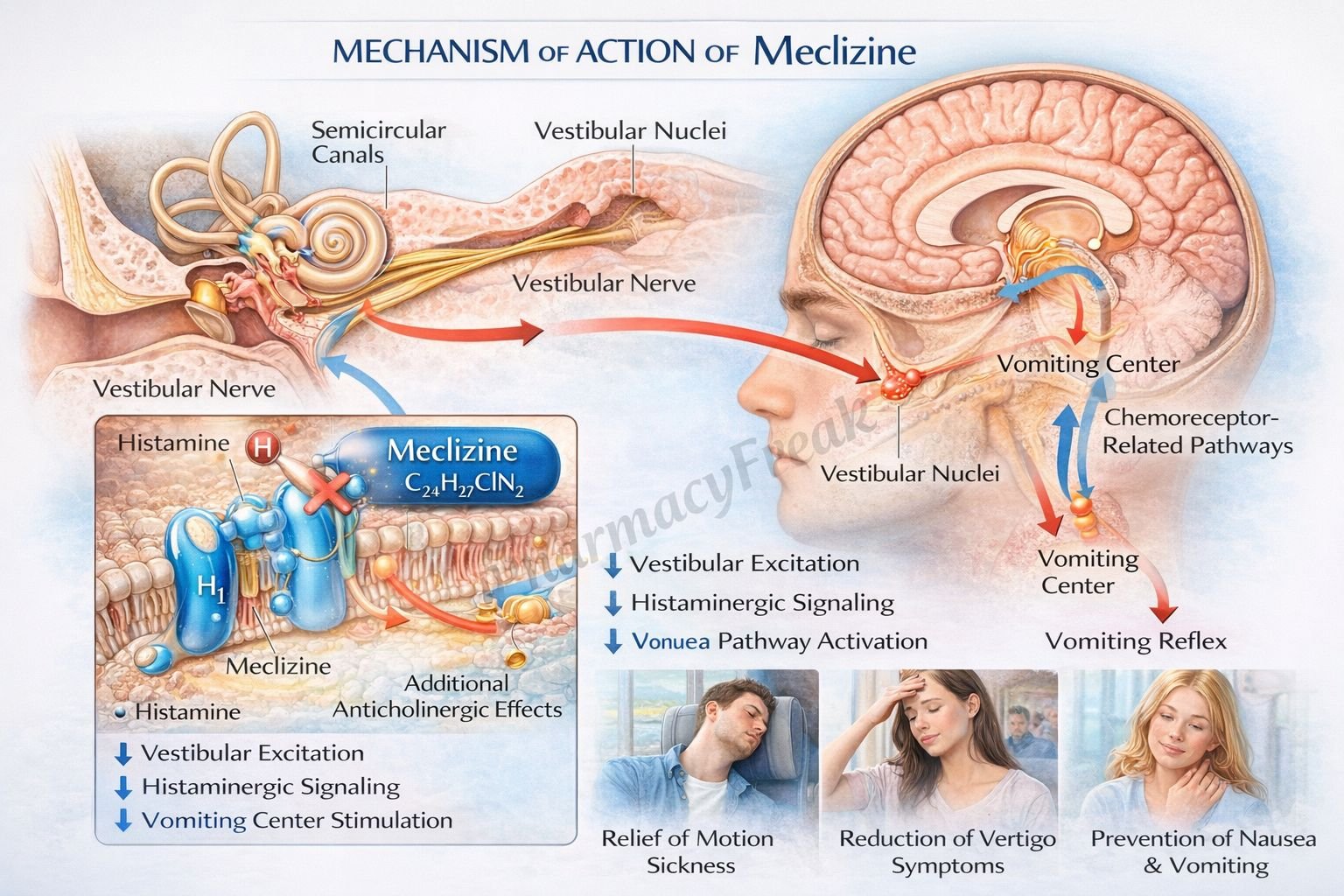 Meclizine Rash Mechanism of Action of Meclizine