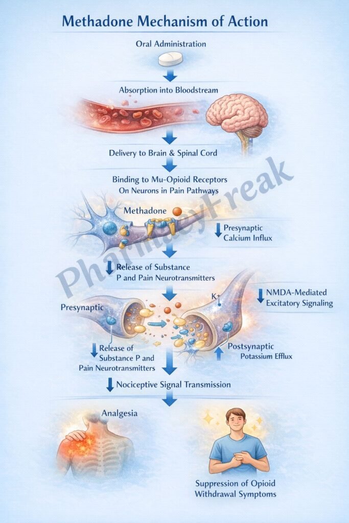 Mechanism of Action of Methadone Flowchart