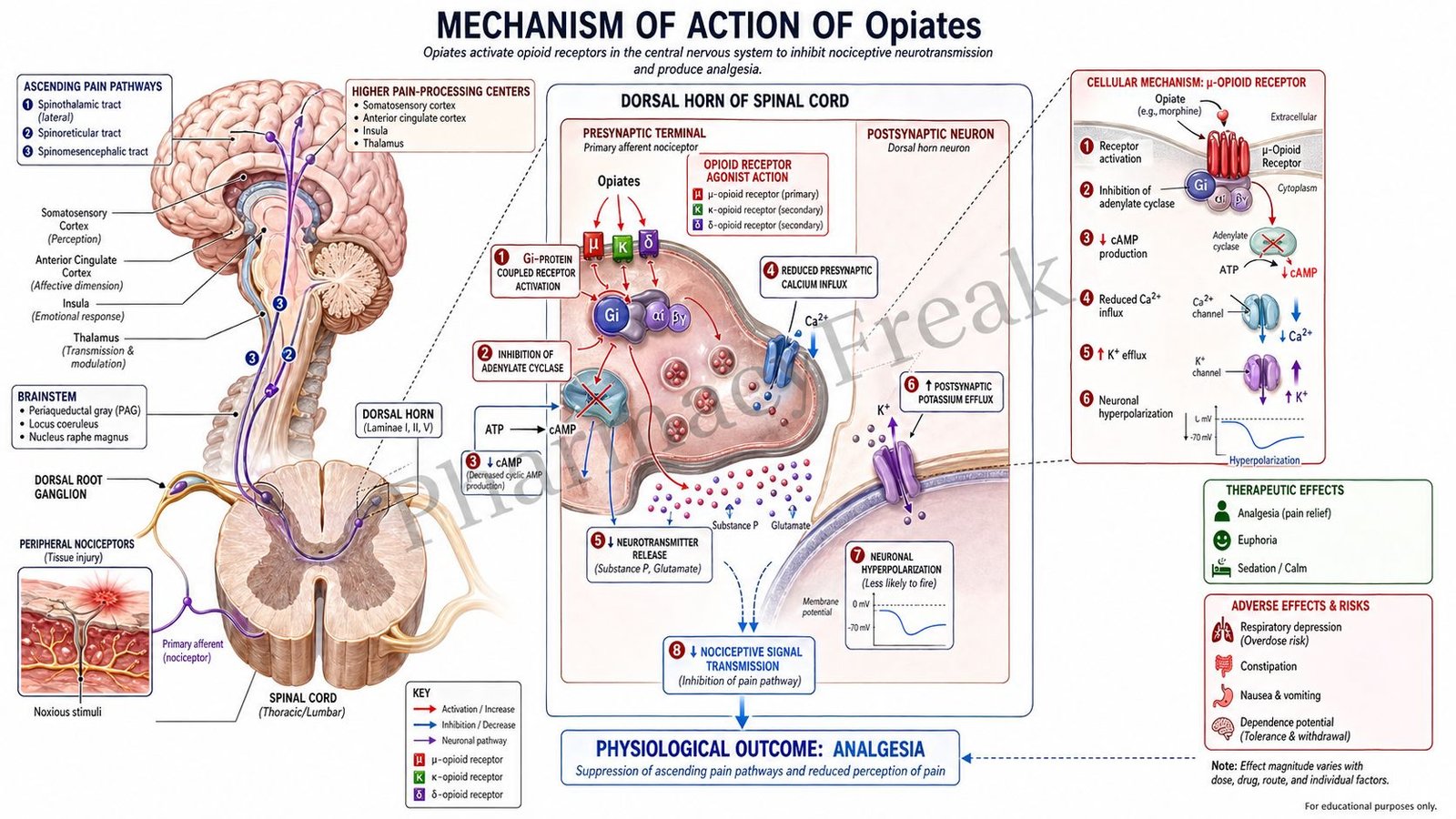 Mechanism of Action of Opiates