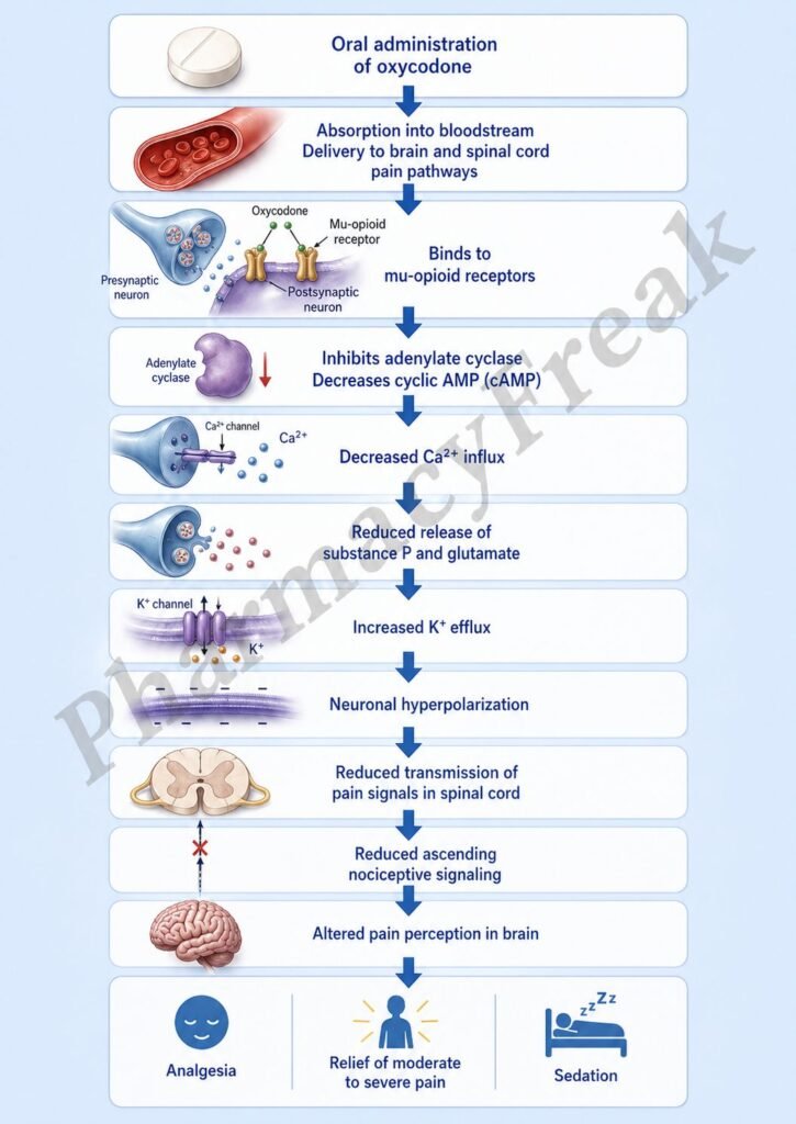 Mechanism of Action of Oxycodone Flowchart