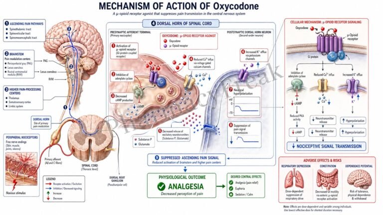 Mechanism of action of Oxycodone