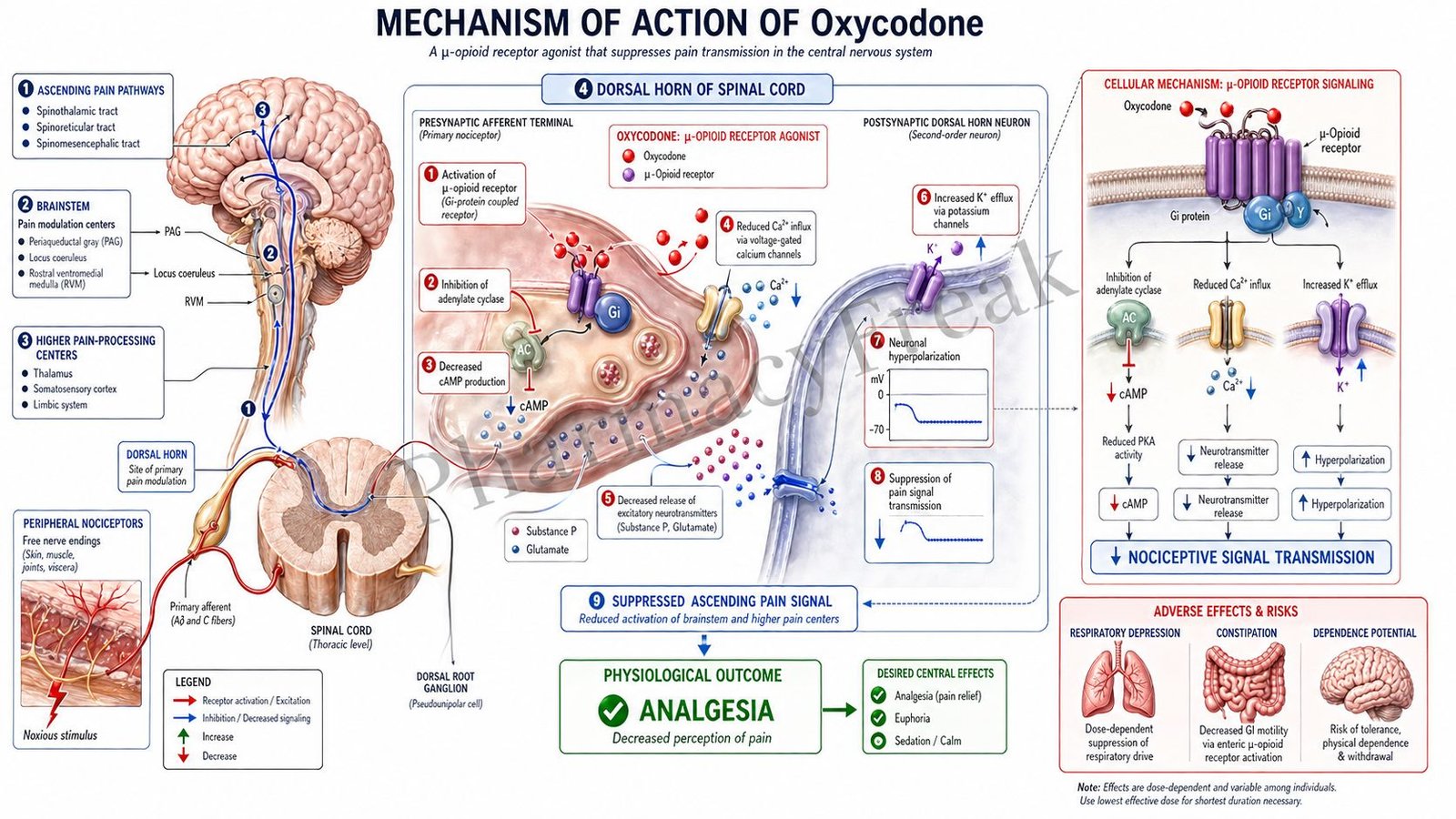 Mechanism of action of Oxycodone