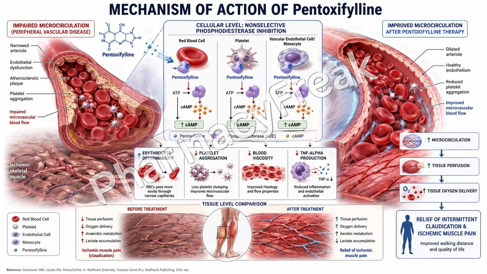 MOA of Pentoxifylline