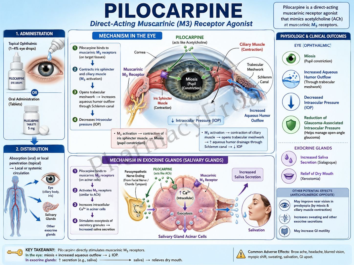 Mechanism of action of Pilocarpine