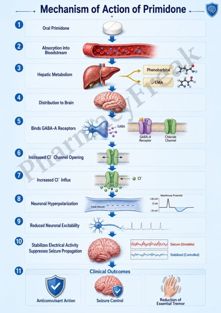 Mechanism of Action of Primidone Flowchart