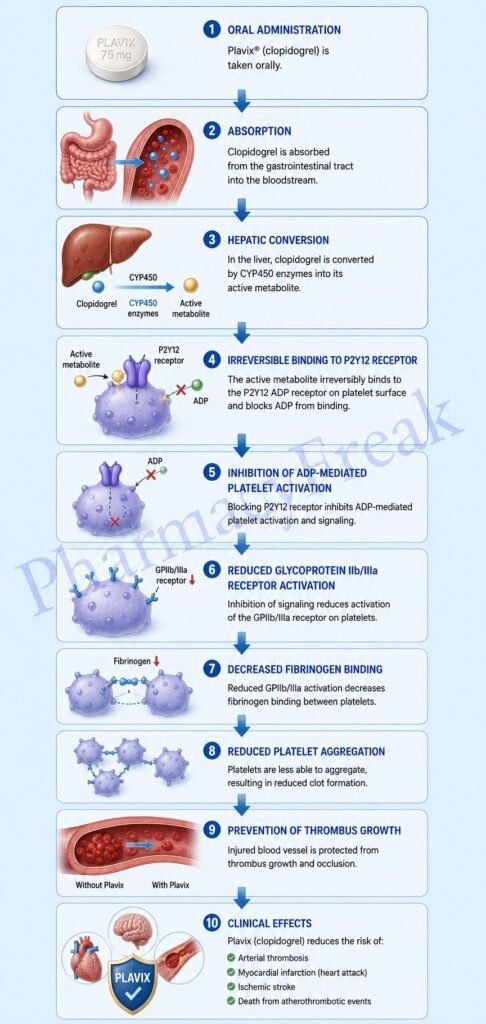 Mechanism of Action of Plavix Flowchart