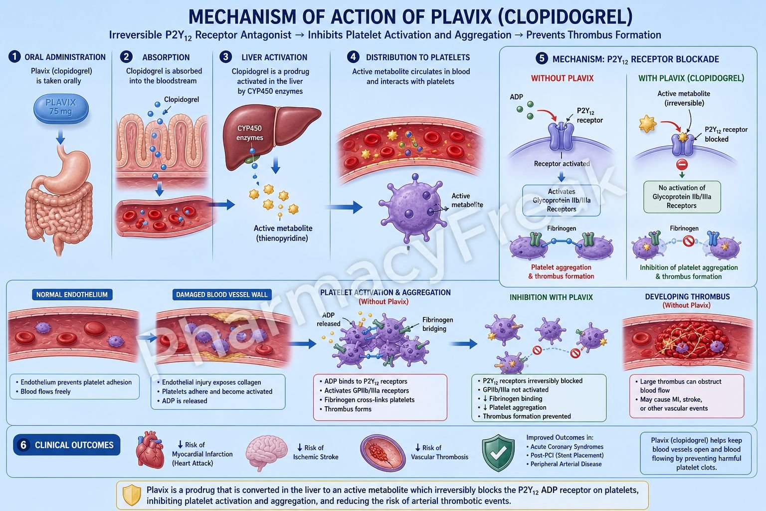 Mechanism of Action of Plavix Flowchart