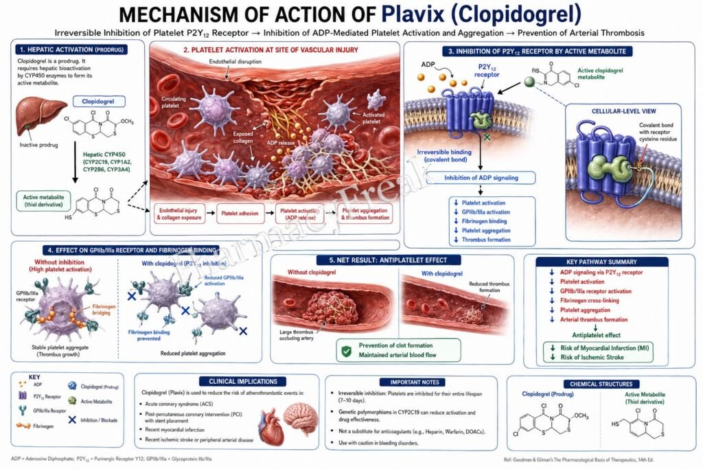 MOA of Plavix