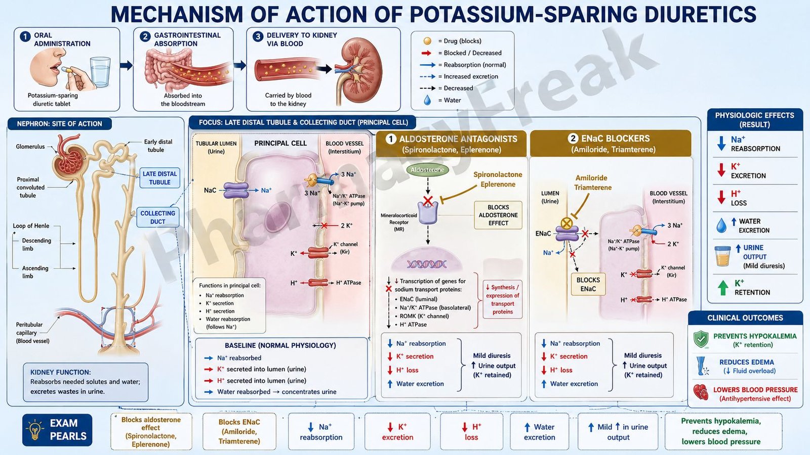 Mechanism of action of Potassium-Sparing Diuretics