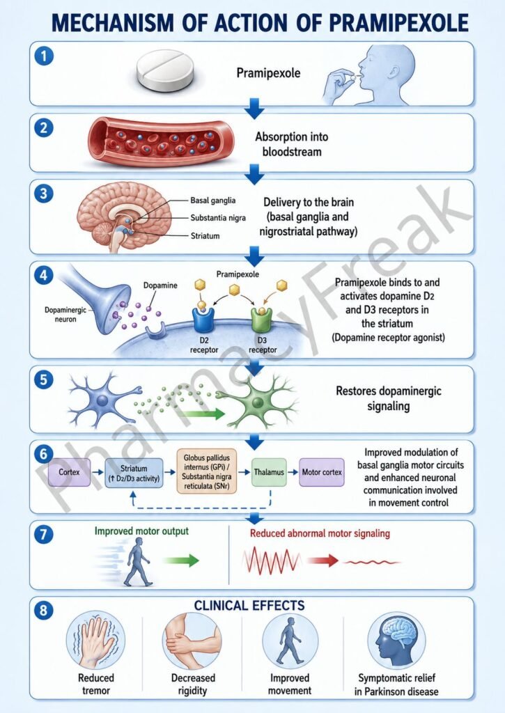 Mechanism of Action of Pramipexole Flowchart