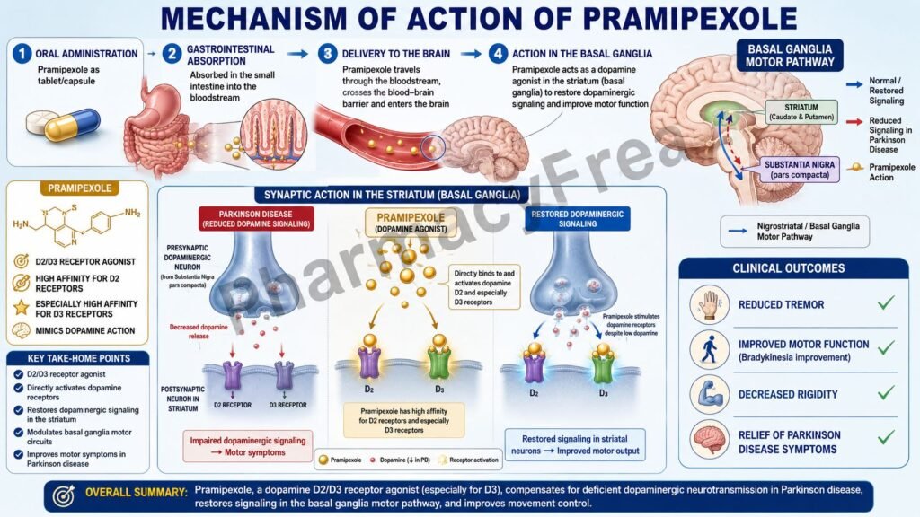 Mechanism of Action of Pramipexole