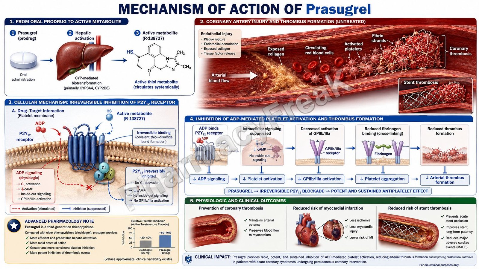 MOA of Prasugrel