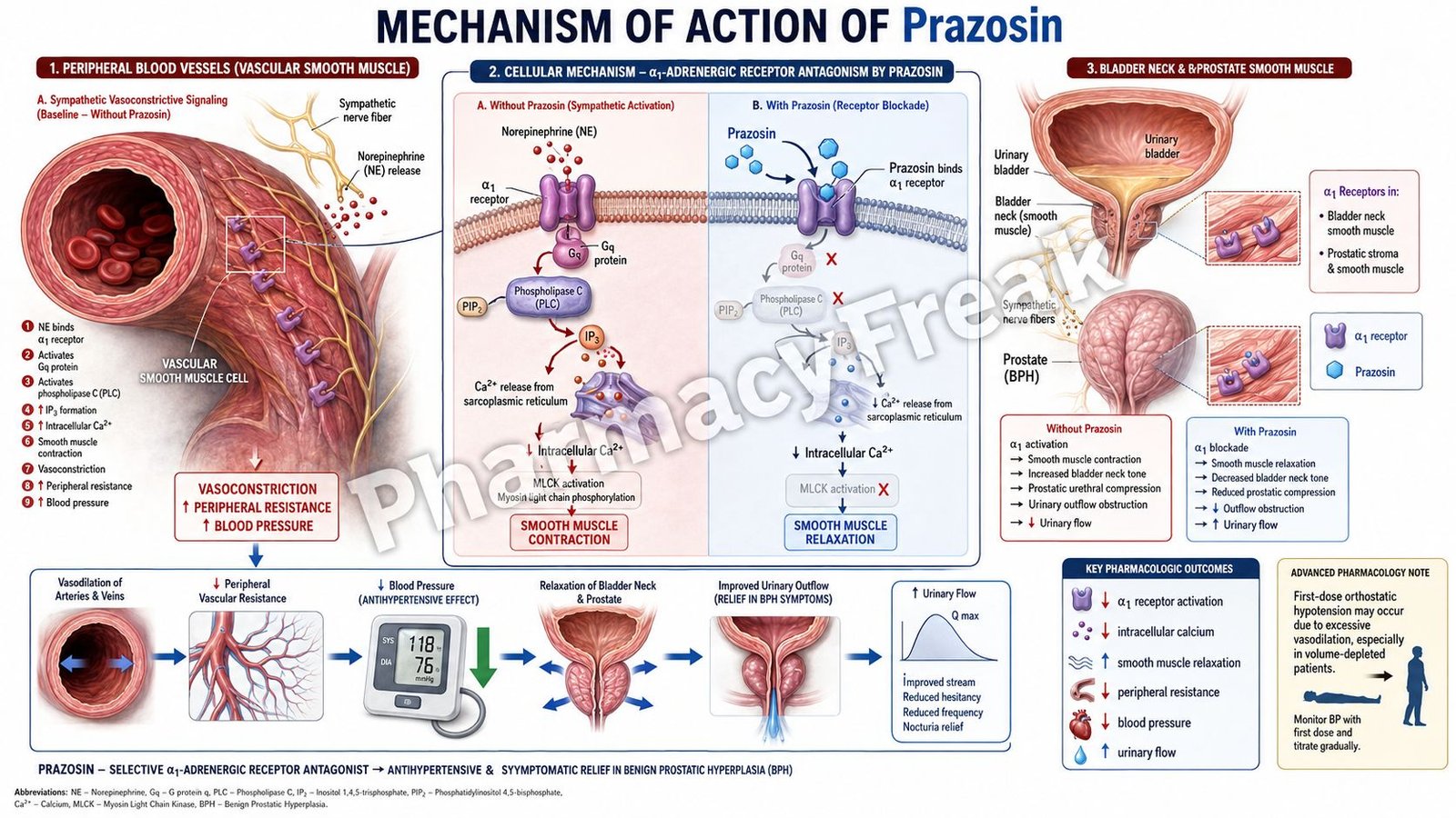 MOA of Prazosin