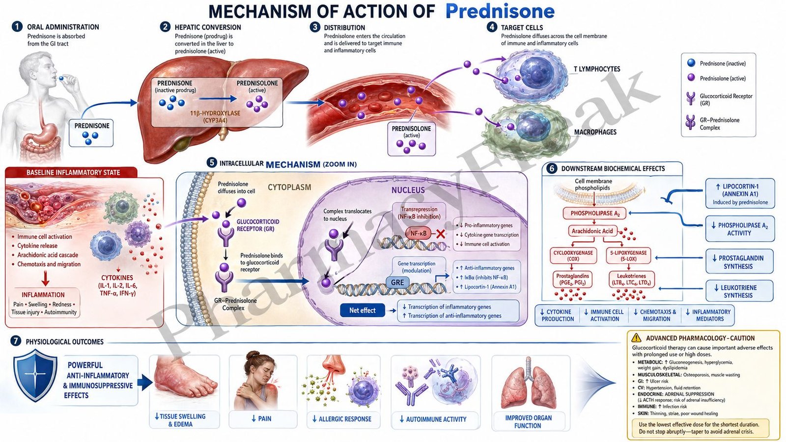 Mechanism of action of Prednisone