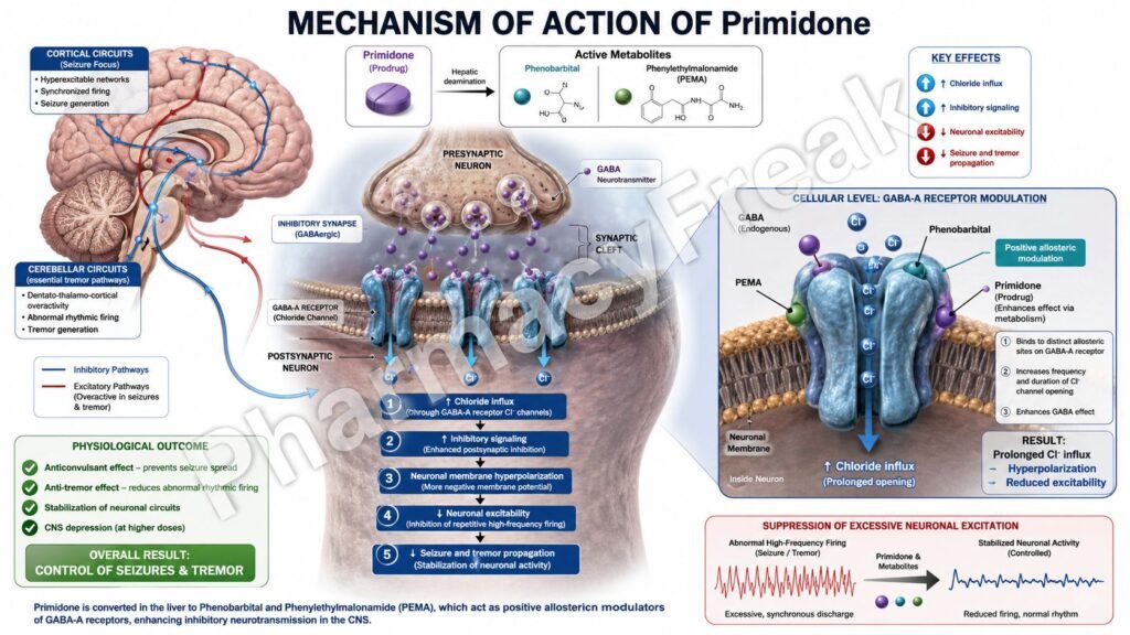 MOA of Primidone
