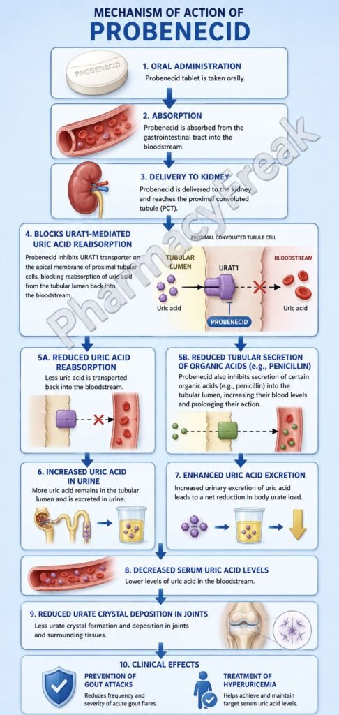 Mechanism of Action of Probenecid Flowchart