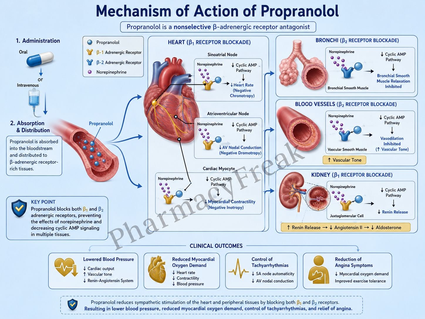 Mechanism of Action of Propranolol