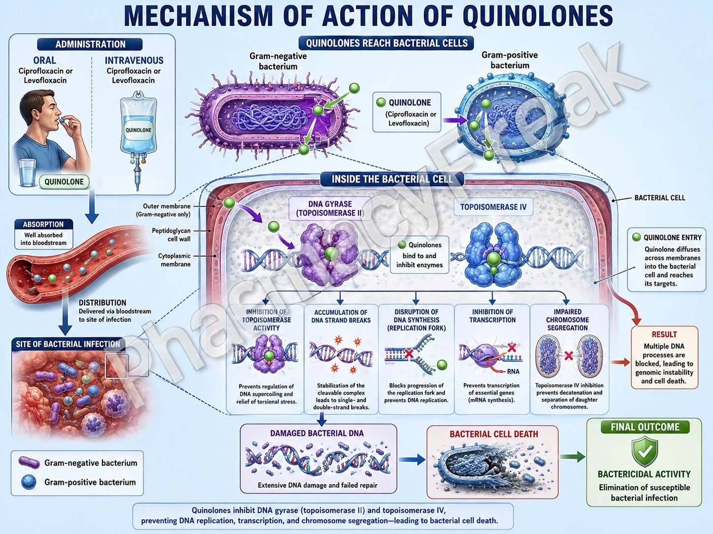 Mechanism of Action of Quinolones