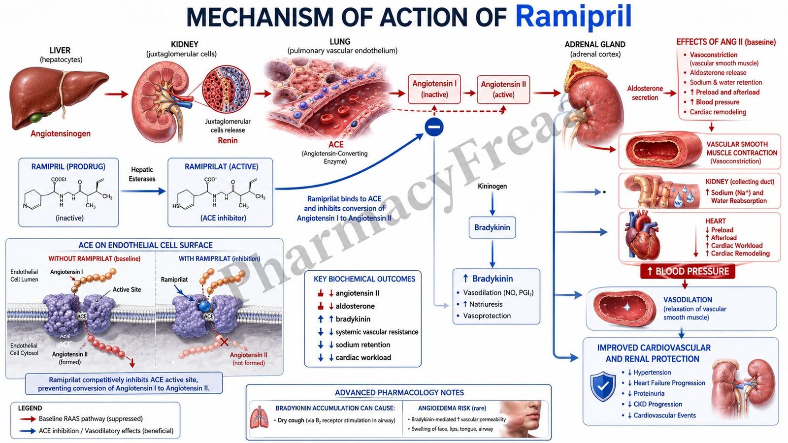 Mechanism of Action of Ramipril