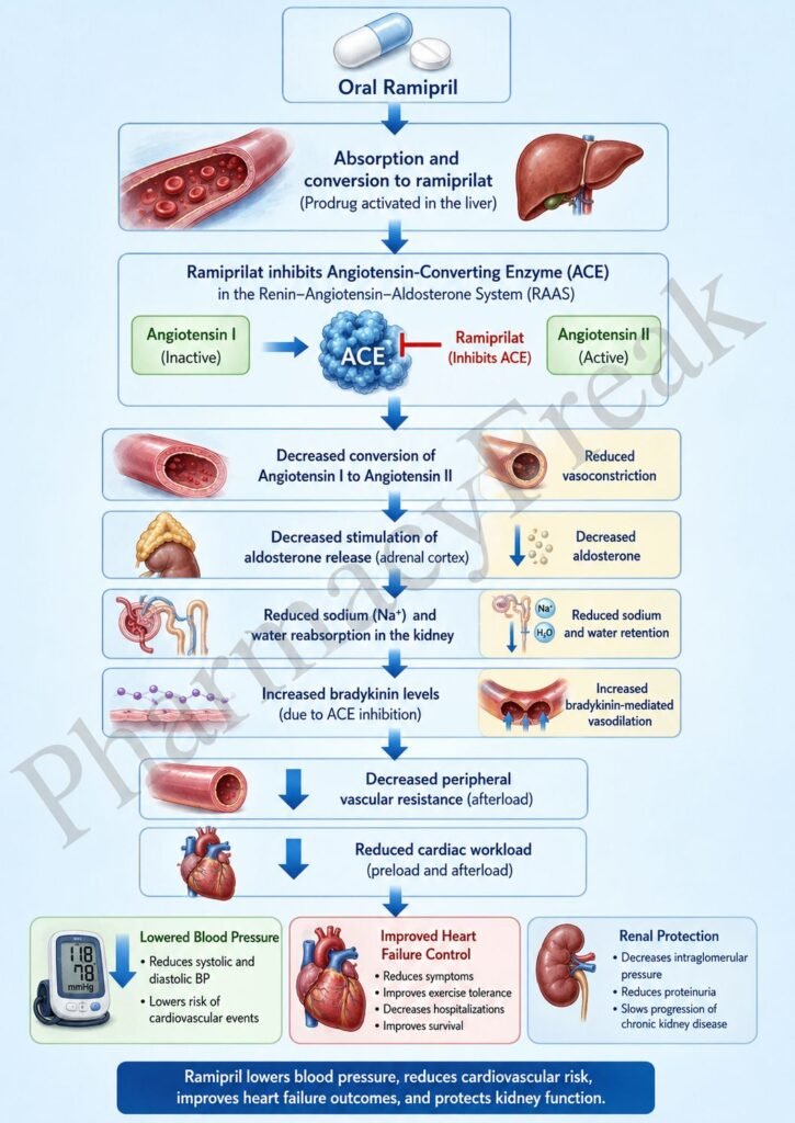 Mechanism of Action of Ramipril Flowchart
