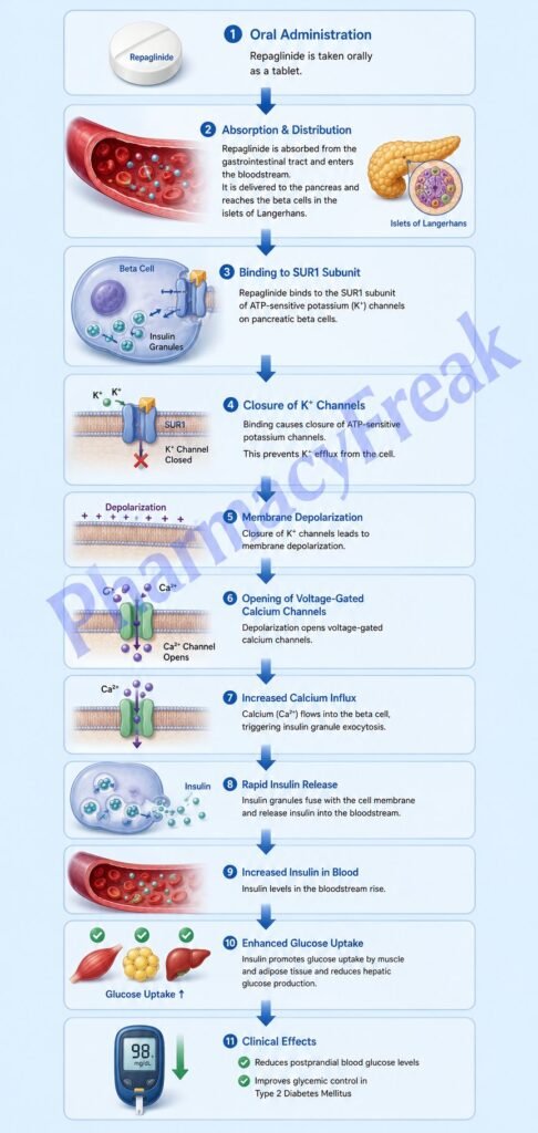 Mechanism of Action of Repaglinide Flowchart