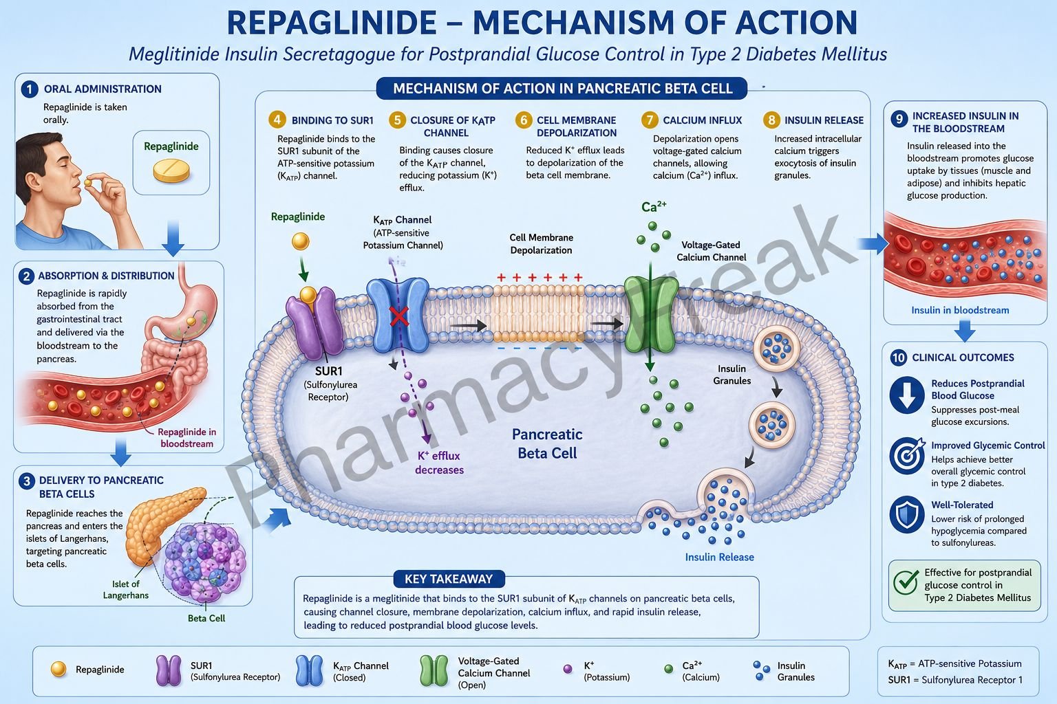 Mechanism of Action of Repaglinide
