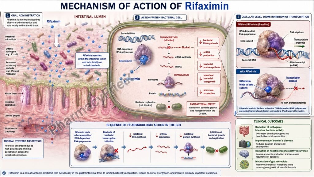 Mechanism of action of Rifaximin