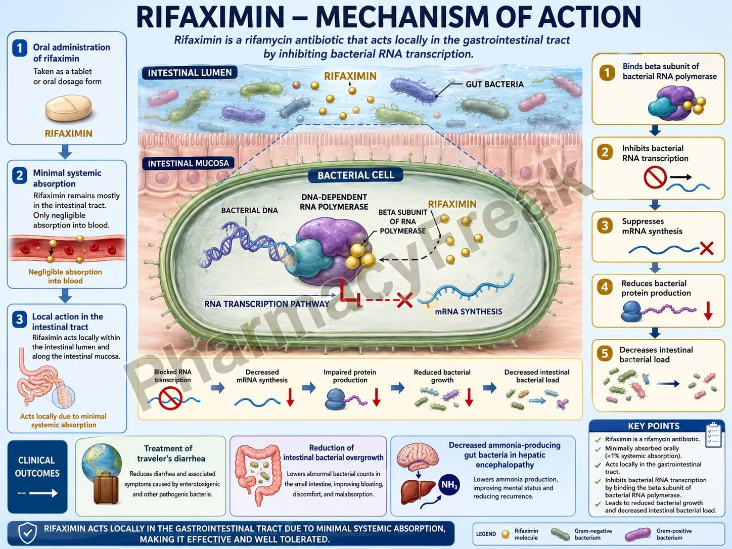 MOA of Rifaximin