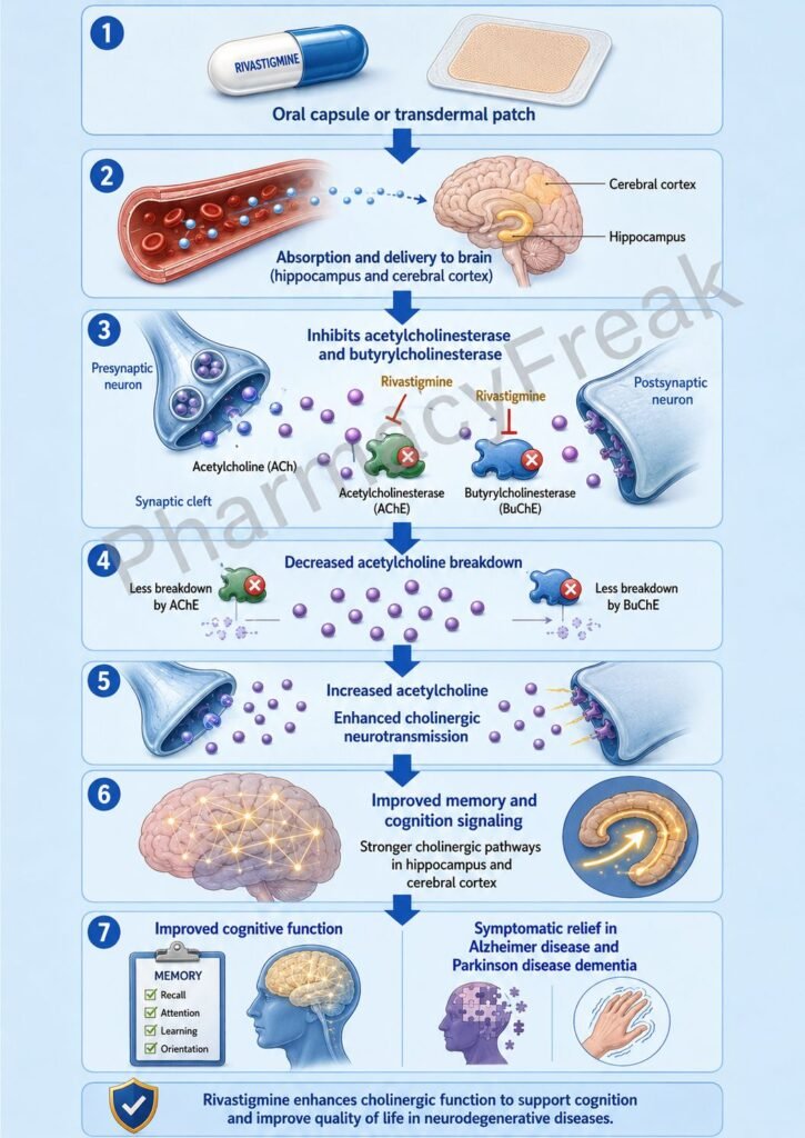Mechanism of Action of Rivastigmine Flowchart