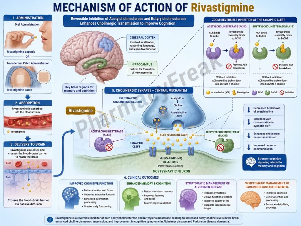 Mechanism of action of Rivastigmine
