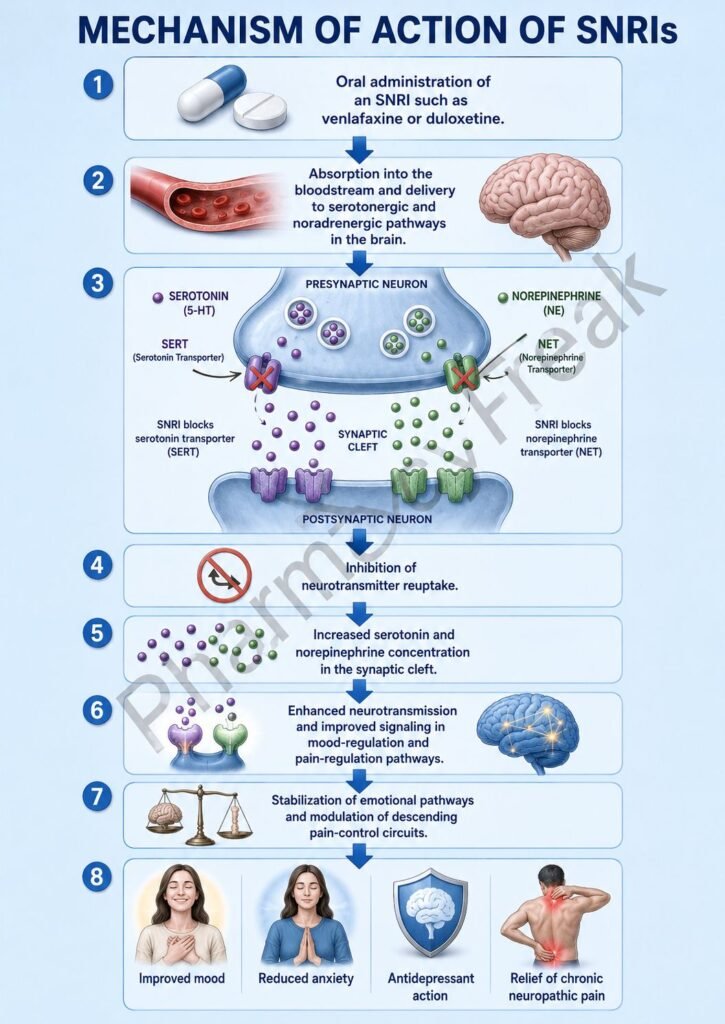 Mechanism of Action of SNRIs Flowchart
