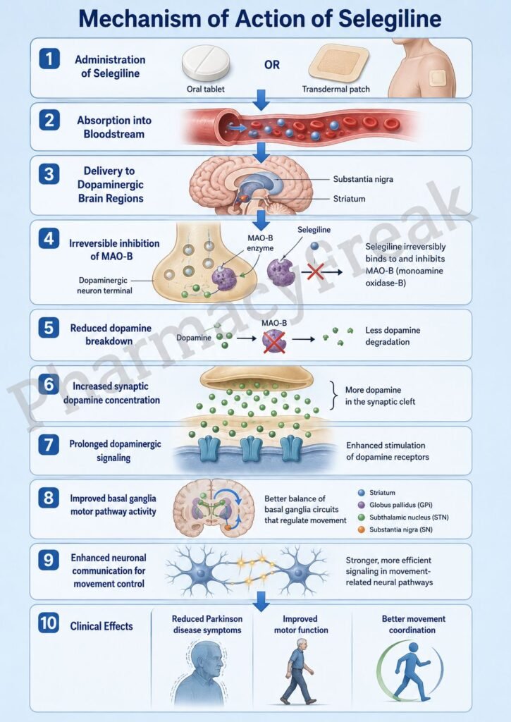 Mechanism of Action of Selegiline Flowchart
