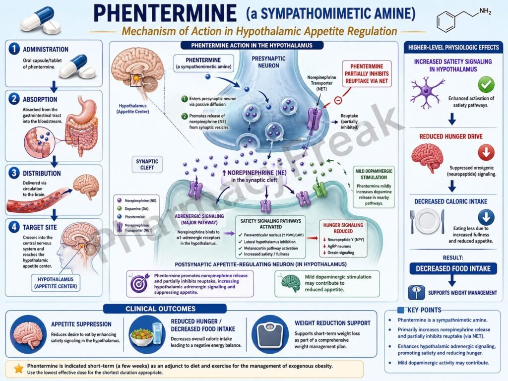 Mechanism of action of Phentermine