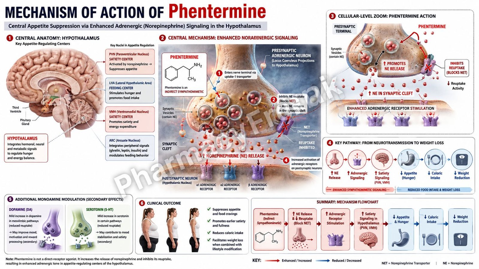 MOA of Phentermine