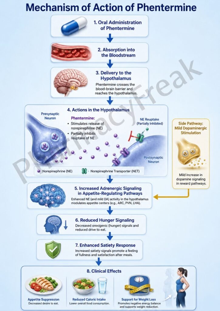 Mechanism of Action of Phentermine Flowchart