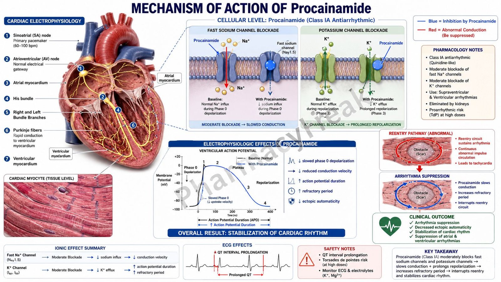 Mechanism of action of Procainamide