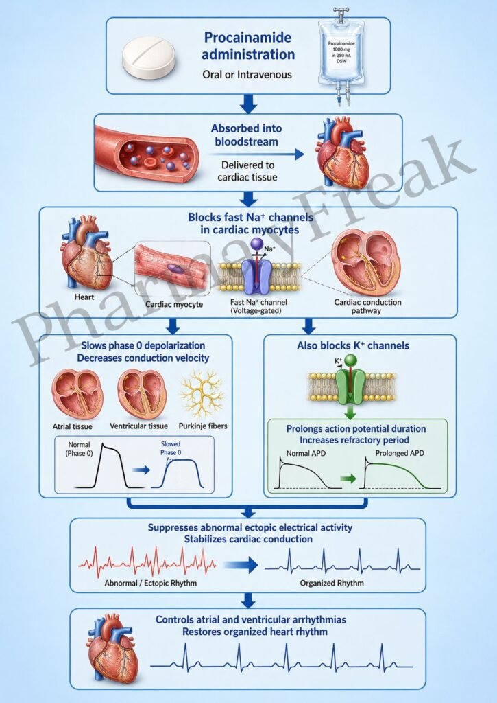 Mechanism of Action of Procainamide Flowchart