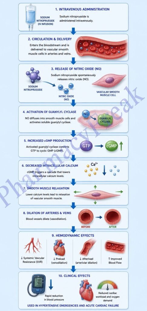 Mechanism of Action of Sodium Nitroprusside Flowchart