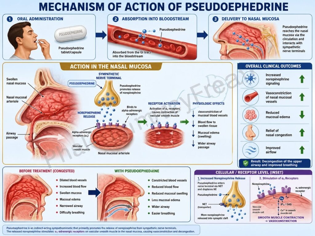 MOA of Pseudoephedrine