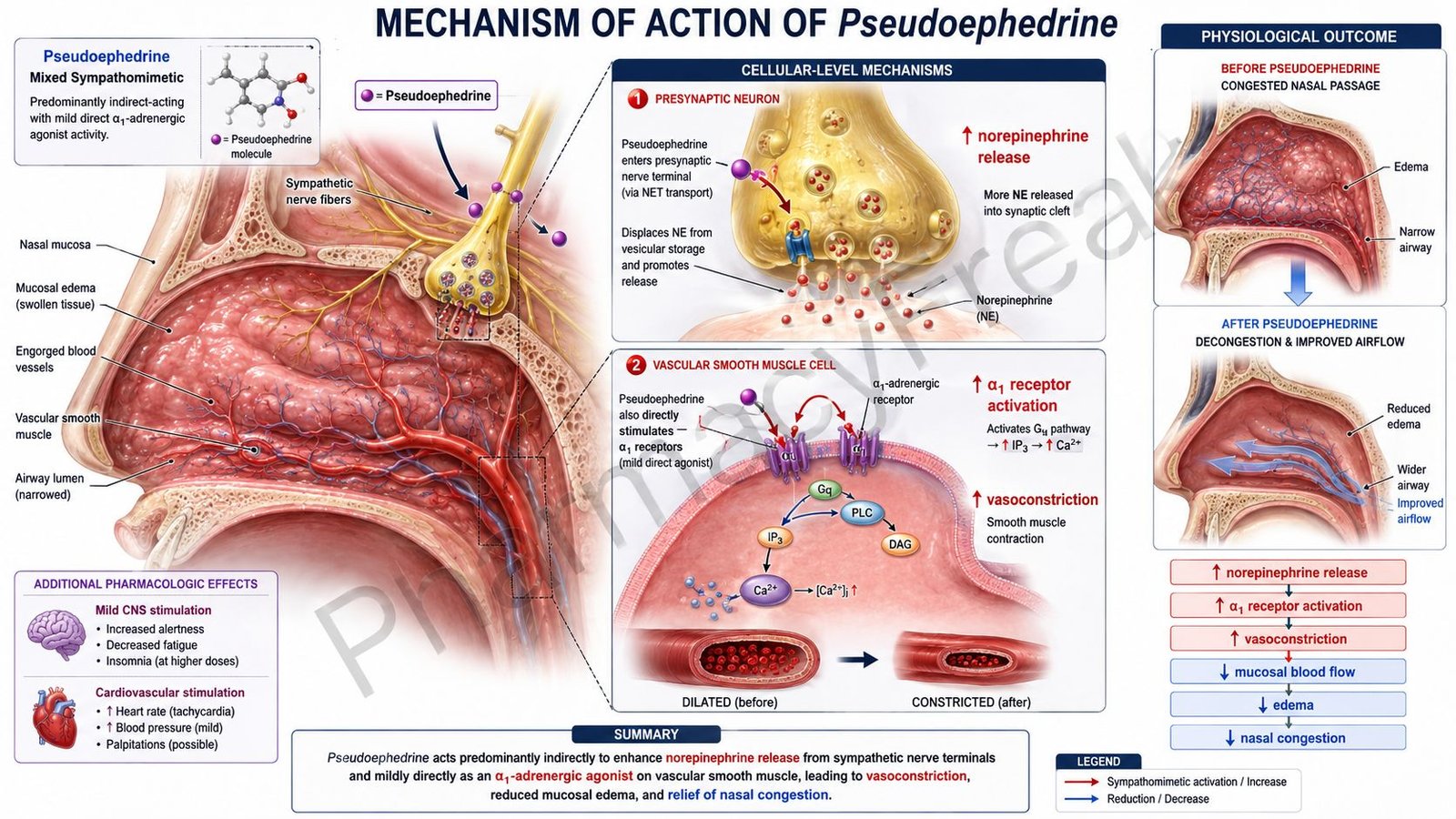 Mechanism of action of Pseudoephedrine