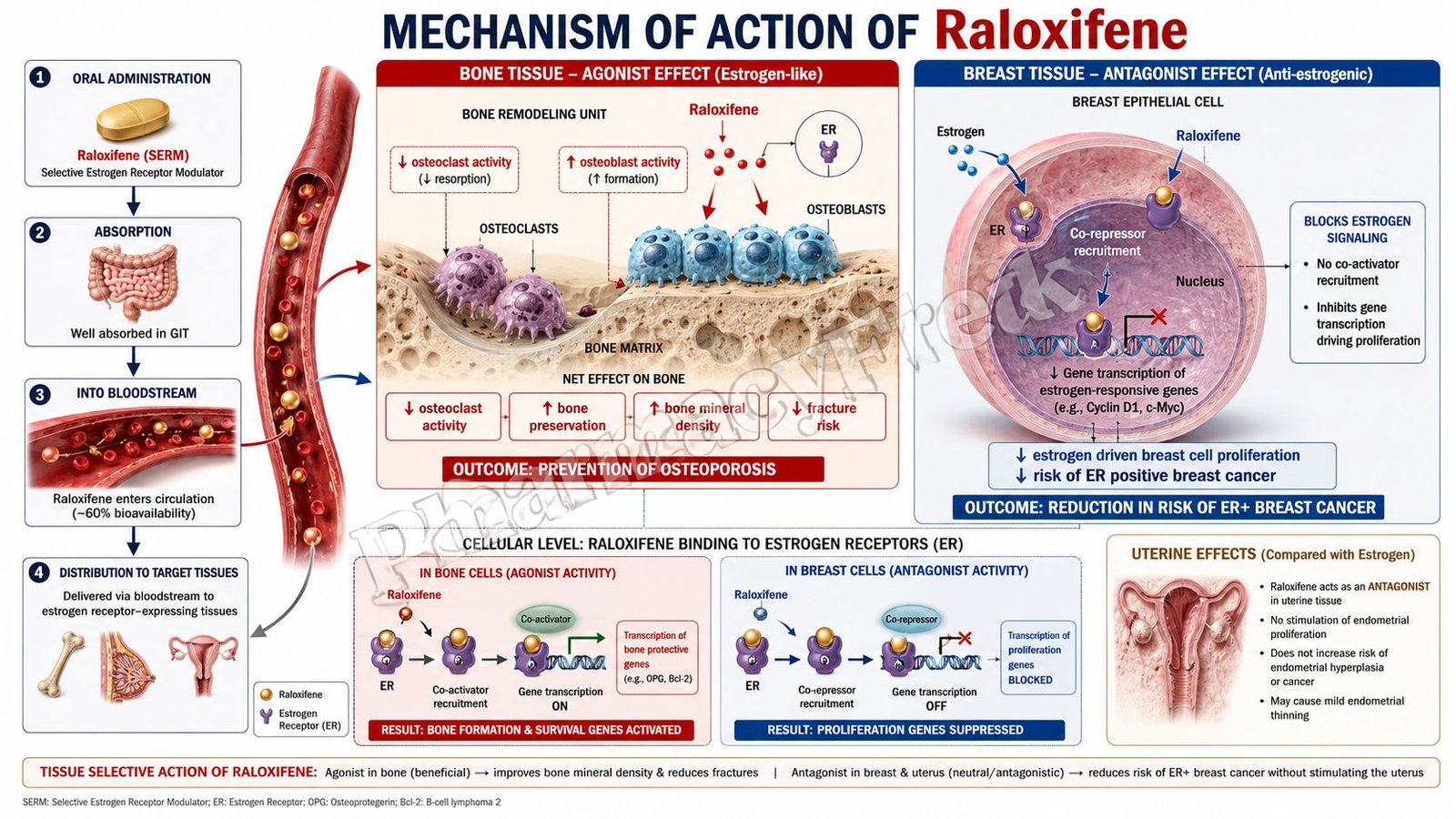 Mechanism of action of Raloxifene