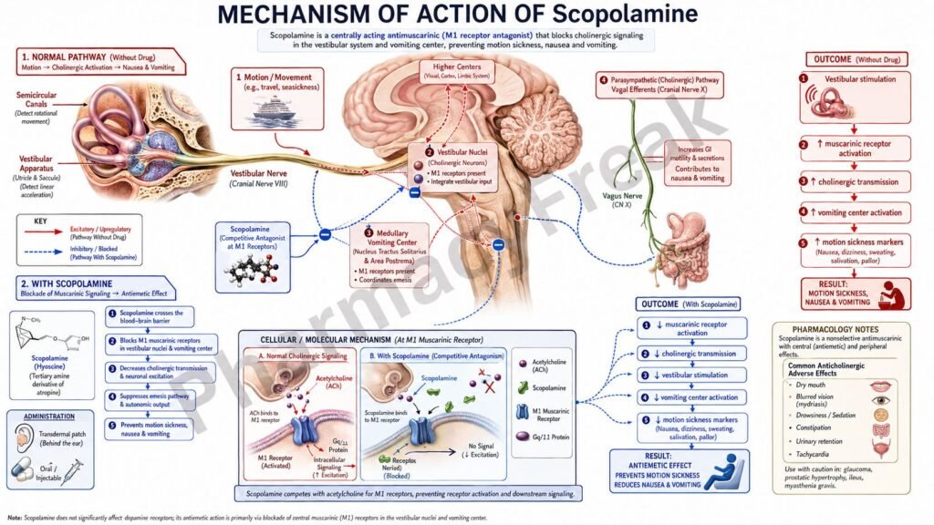 Mechanism of Action of Scopolamine