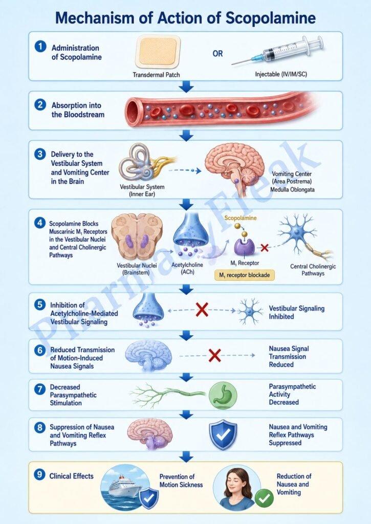 Mechanism of Action of Scopolamine Flowchart