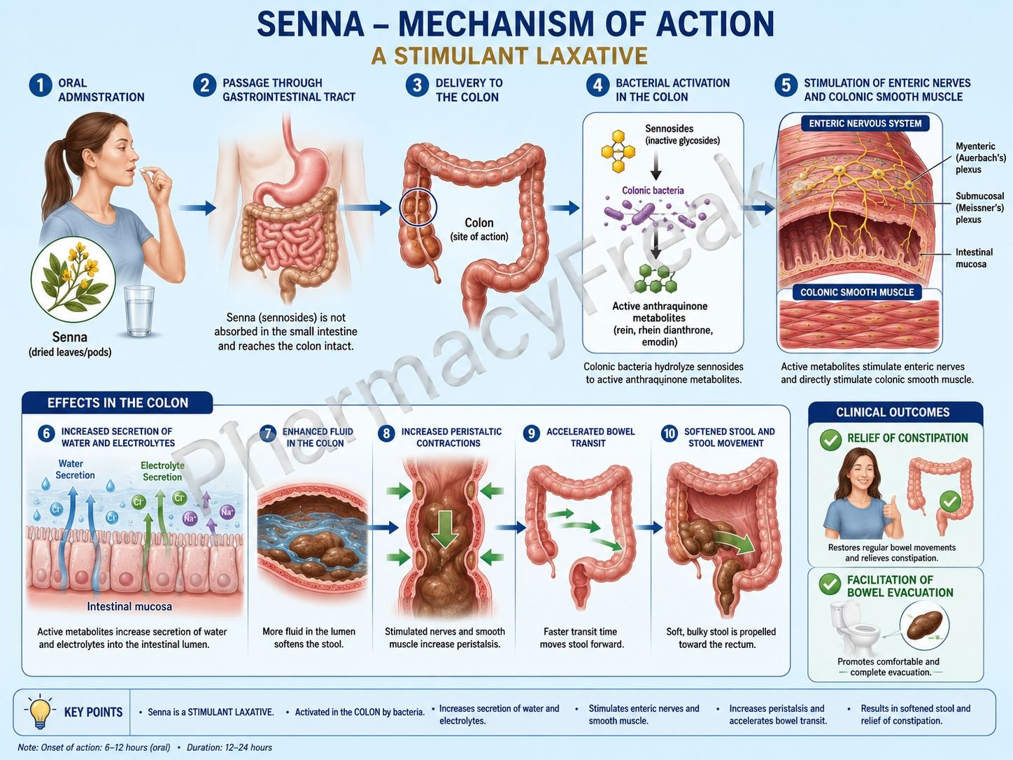 MOA of Senna