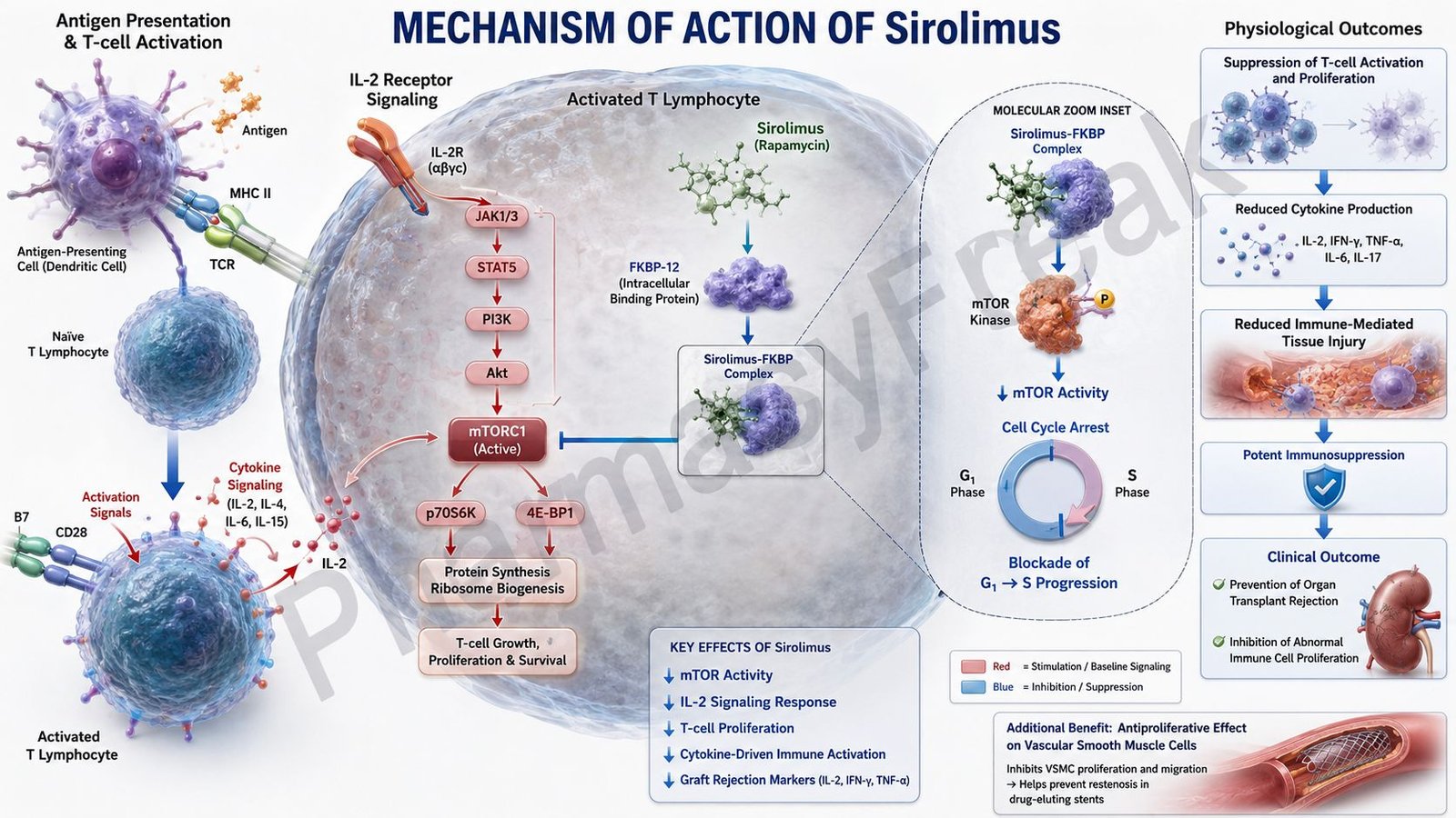 Mechanism of action of Sirolimus