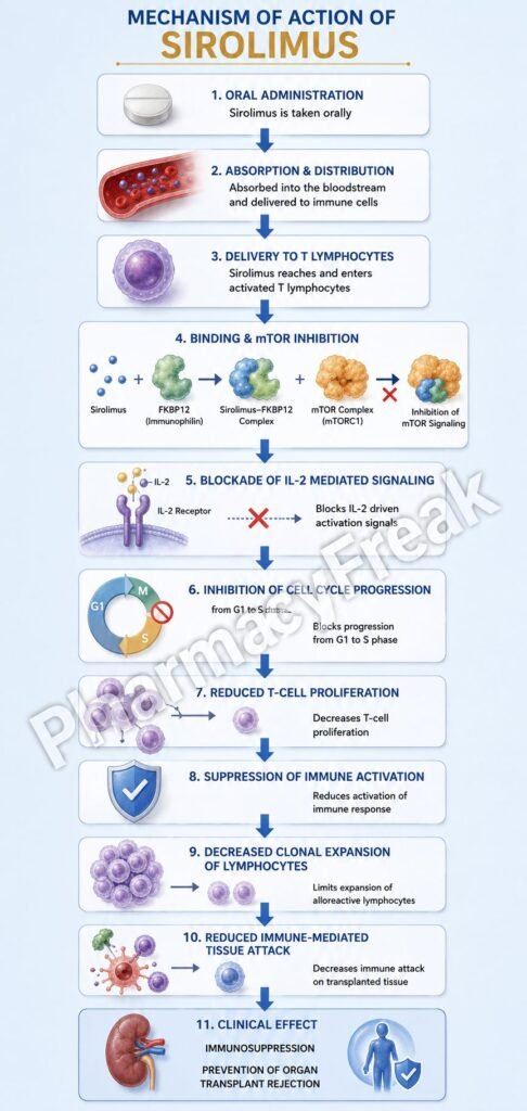 Mechanism of Action of Sirolimus Flowchart